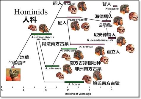 人類起源的四大理論|演化和考古：古人類如何被淘汰 現代人何時出現